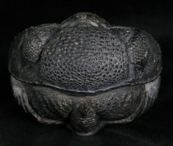 Large Enrolled Drotops Trilobite - Super Eyes #7135